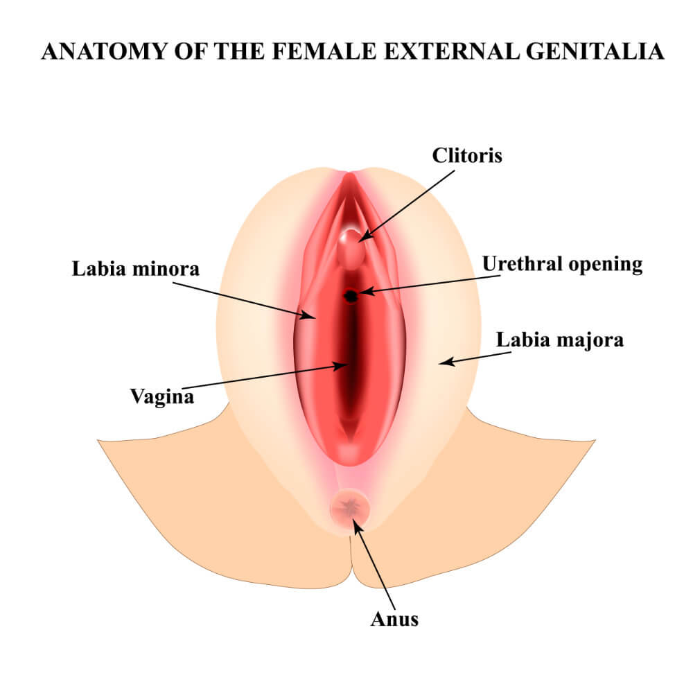 labiaplasty-how-does-it-work-and-how-much-does-it-cost-sub-1