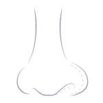 An illustration of asymmetrical nostrils, a common nose concern that when corrected can achieve a beautiful nose. 